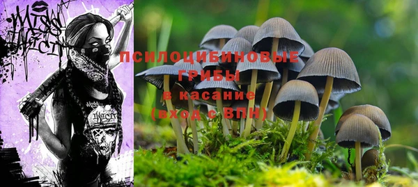 ПСИЛОЦИБИНОВЫЕ ГРИБЫ Гусиноозёрск